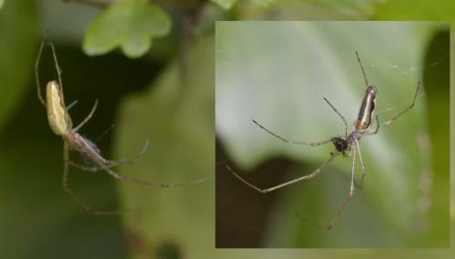 Tetragnatha sp.